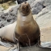 lion_sea_galapagos_san_v_0214_ecu2413.jpg